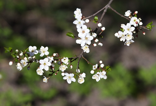 Plum blossoms