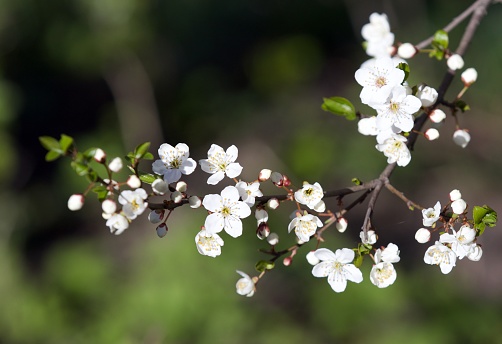 Plum blossoms