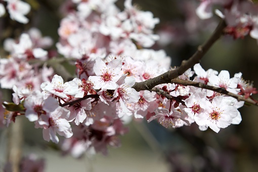 Plum blossoms