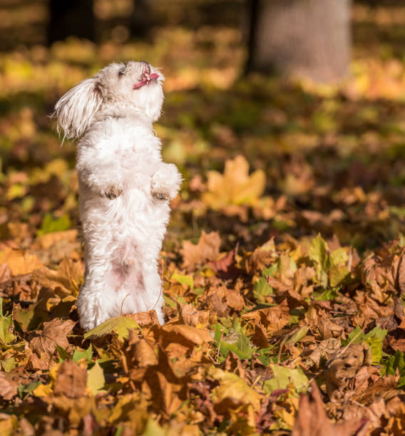 istock Maltese dog is jumping up. Happy 1308288727