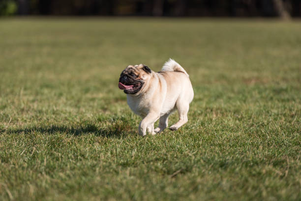 istock Pug Dog is Running. 1308288915