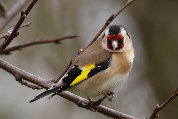 istock Elegant Goldfinch (Carduelis carduelis) 1308289132