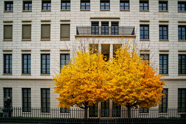This is a picture taken in Berlin, Germany and shows contrast of two different patterns - the yellow twin trees over the windows of a building