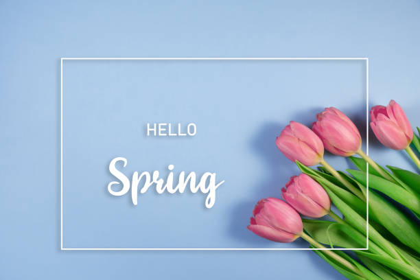 istock Pink tulips flowers on blue background. Hello spring and easter concept with beautiful fresh tulips. 1308289979