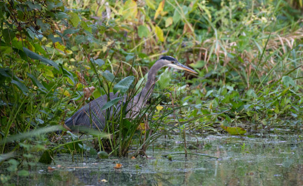 istock Great Blue Heron Fishing 1308290285
