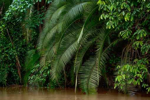 Tropical plants on a jungle river in the rainforest of the Congo Basin. Odzala National Park, Republic of Congo.