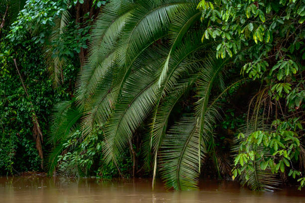 Tropical Forest at the shoreline af a river in the rainforest Tropical plants on a jungle river in the rainforest of the Congo Basin. Odzala National Park, Republic of Congo. river safari stock pictures, royalty-free photos & images