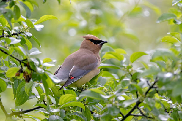 Stunning Cedar Waxwing Cedar waxwing perched on a branch of a green leafy bush with a light green background. Taken in late spring in Canada. cedar waxwing stock pictures, royalty-free photos & images