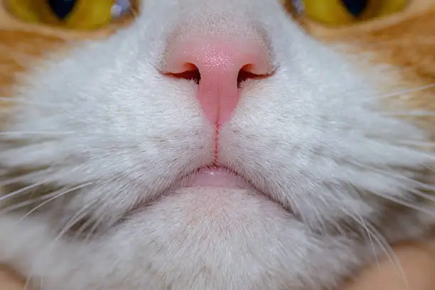 An extreme closeup of a cat's face, focusing on her mouth and nose. Shallow depth of field, but lots of detail.