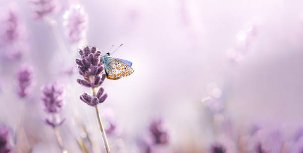 istock Purple blossoming Lavender and butterfly in nature . Soft focus image with free space. 1308291921