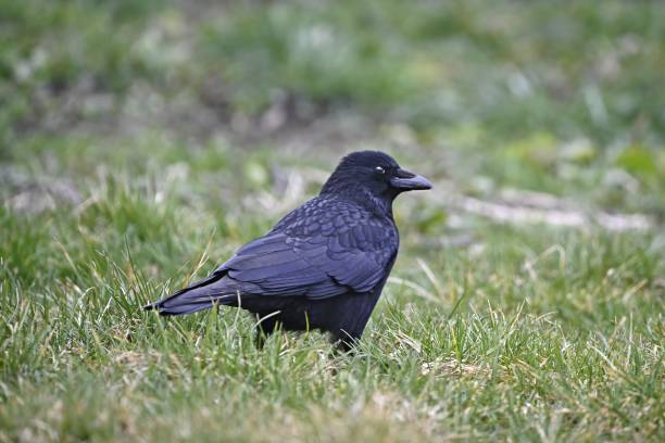 緑の牧草地に立って食べ物を探している黒いカラス。 - common blackbird ストックフォトと画像