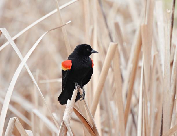 istock Red-winged Blackbird (Agelaius phoeniceus) male perched on a plant stem 1308292616