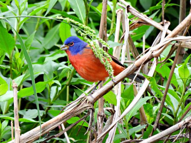 istock Painted Bunting (Passerina ciris) male perched on a plant stem 1308293627