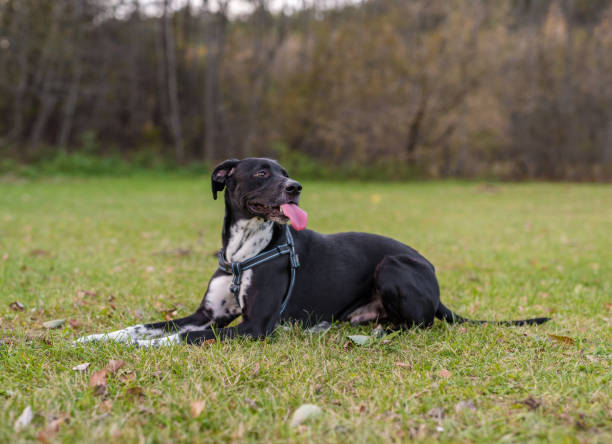 istock Black Dog is Lying on the Ground. Happy Face. 1308293672