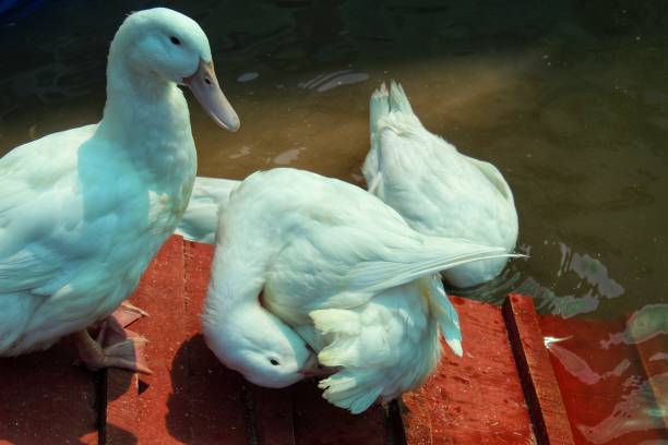 Ducks in the lake