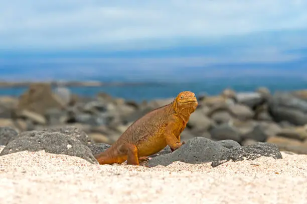 Galapagos land iguana (Conolophus subcristatus) (Galápagos land iguana) in the Galapagos Islands, Ecuador, South America