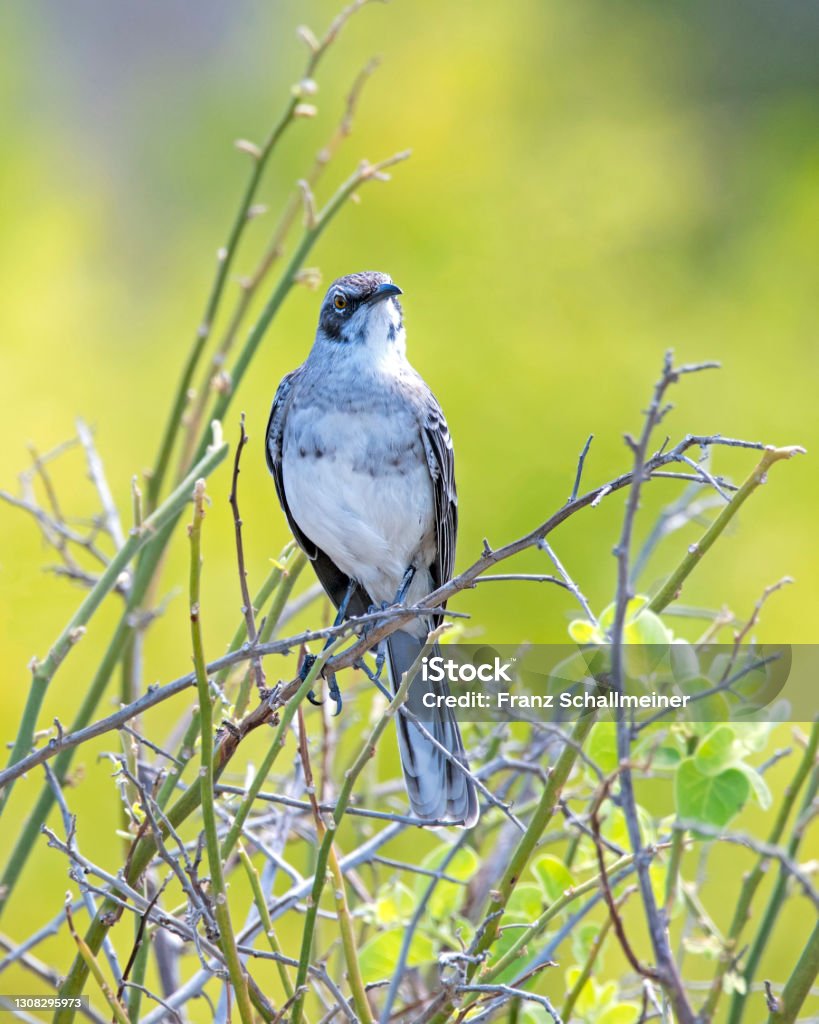 Galapagos-Spottdrosseln (Mimidae) sits on a branch, Galapagos Islands, Ecuador, South America Galapagos mockingbird (Mimidae) (the mimids) sits on a branch, Galapagos Islands, Ecuador, South America Mockingbird Stock Photo