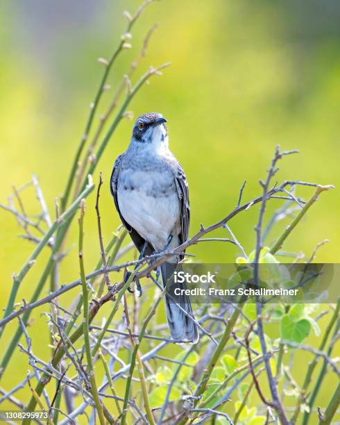 Galapagosspottdrosseln Sits On A Branch Galapagos Islands Ecuador South America Stock Photo - Download Image Now
