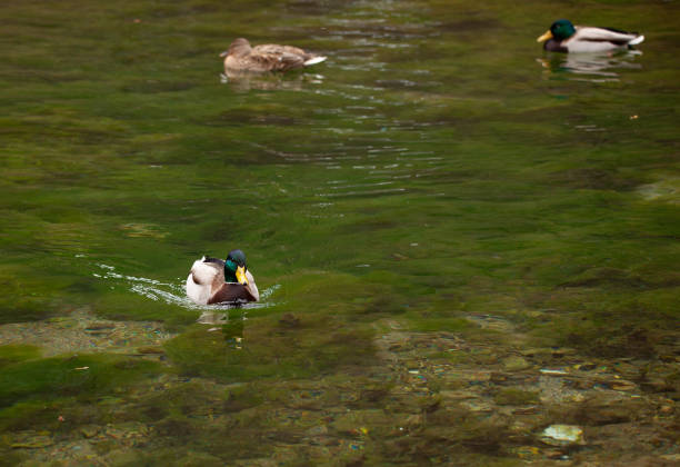 Duck on the lake with peaceful water, Vrelo Bosne, Bosnia and Herzegovina