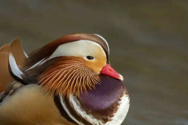 Portrait of a beautiful mandarin drake.