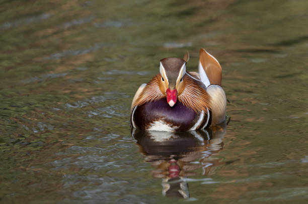 mandarynka drake - duck pond mandarin red zdjęcia i obrazy z banku zdjęć