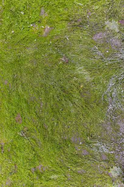 istock Texture of seaweed growing on stones 1308296203