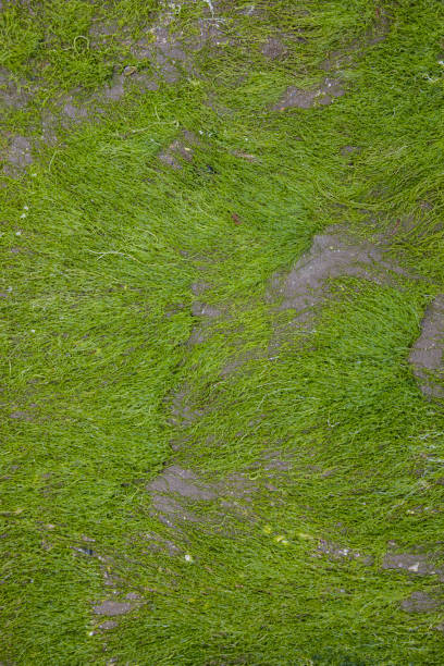 istock Texture of seaweed growing on stones 1308296228