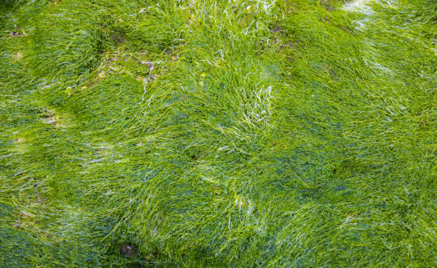 istock Texture of seaweed growing on stones 1308296378