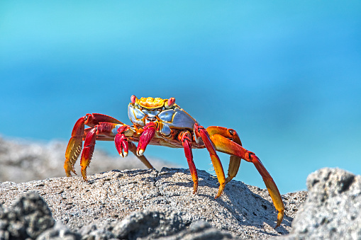 Red rock crab (Grapsus grapsus) migrates on a lava field, Galapagos Islands, Ecuador, South America