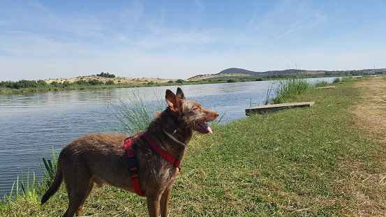 podenco breed dog near the river