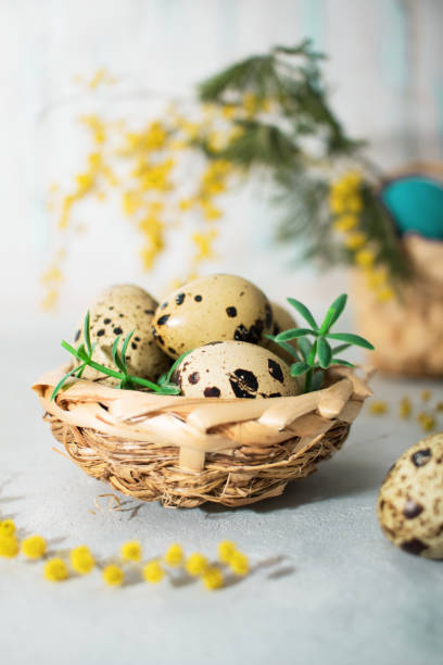 Easter composition. Quail eggs in a nest with mimosa twigs and a decorative Easter bunny.