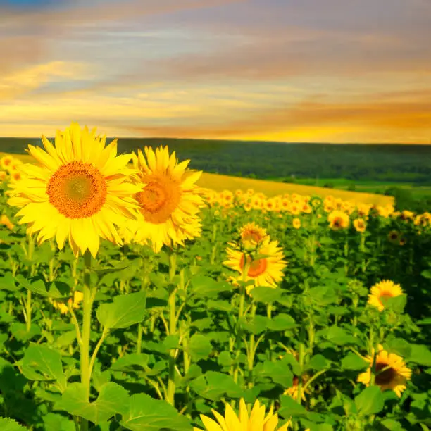 Photo of Magical scene of vivid yellow sunflowers from above in the evening. Sunflower fields in warm evening light