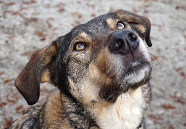 istock Portrait of a dog. 1308298092