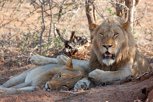 A beautiful solitary Collared Lioness walking across the harsh dry terrain in Etosha National Park. There is an out of focus Jackal and Oryx in the distance.