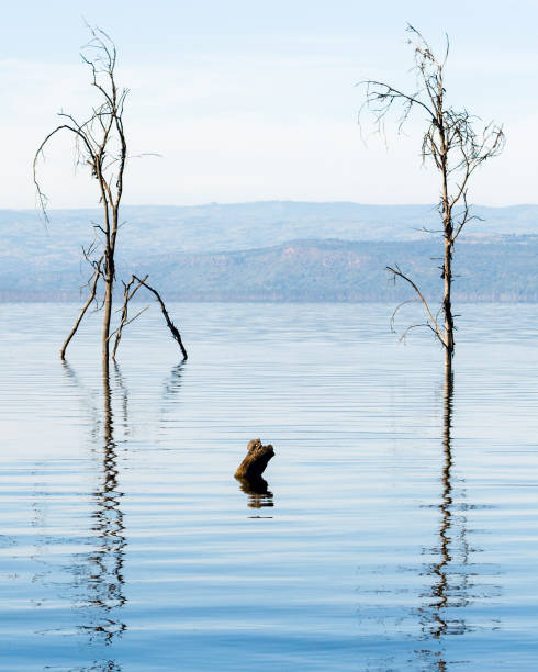 istock Serene view of two dead trees in Lake Nakuru 1308298666