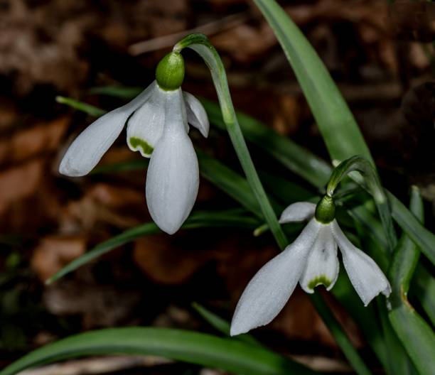 istock Snow Drop Flowers Of The Forest. 1308299163