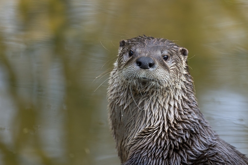 Oriental short-clawed otter,in a pebbly enclosure