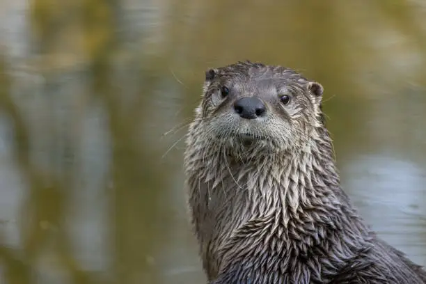 Portrait of a curious european otter.
