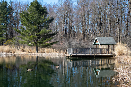 Ducks in a small pond at Antietam Lake Park in Reading, Pennsylvania, USA