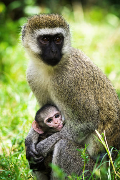 istock Vervet monkey, Chlorocebus Pygerythrus, feeding its baby 1308299390