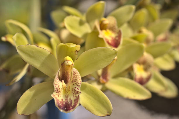 istock close up yellow orchid very beautiful 1308299392