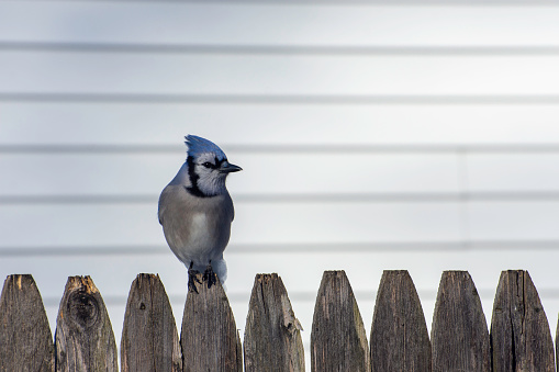 A Blue Jay perches on a fence in back yard in Suffolk County, Long Island NY.