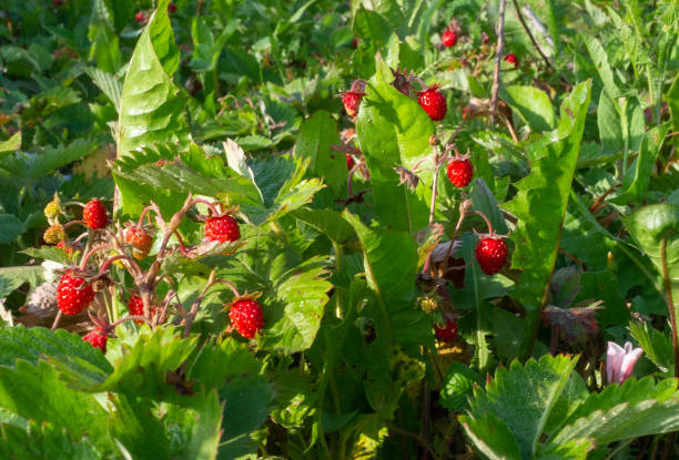 istock Forest berries in a clearing in the forest 1308300405