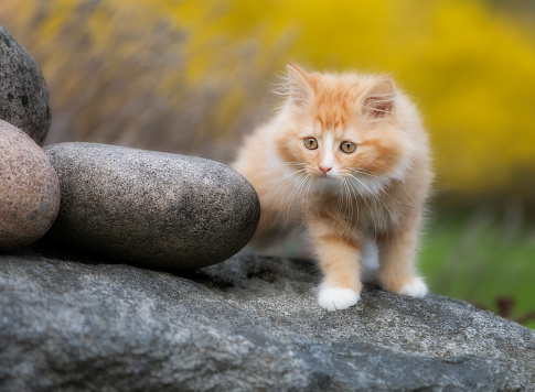 Cute kitten of Norwegian Forest Cat breed