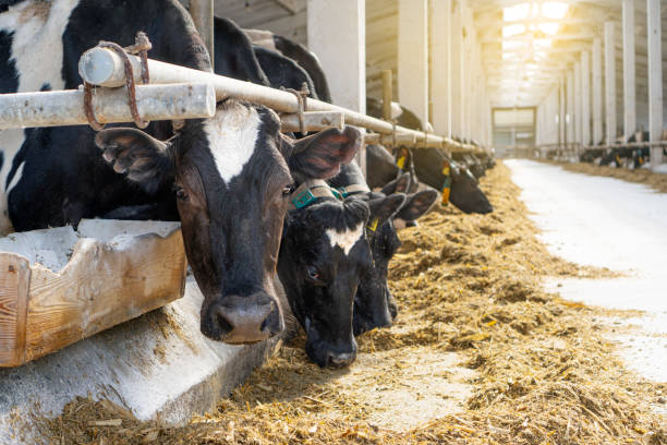 istock Cowshed. Dairy cows in a farm. Cows eating  fresh hay. Natural milk production process. 1308301621