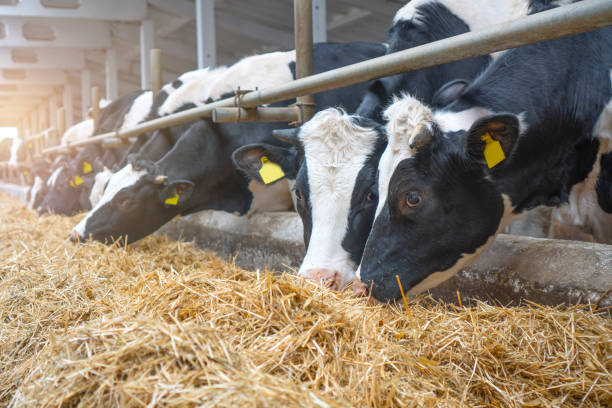 istock Cowshed. Dairy cows in a farm. Cows eating  fresh hay. 1308301628