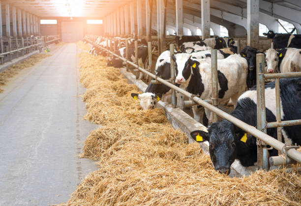 istock Cowshed. Dairy cows in a farm. Cows eating  fresh hay. 1308301629