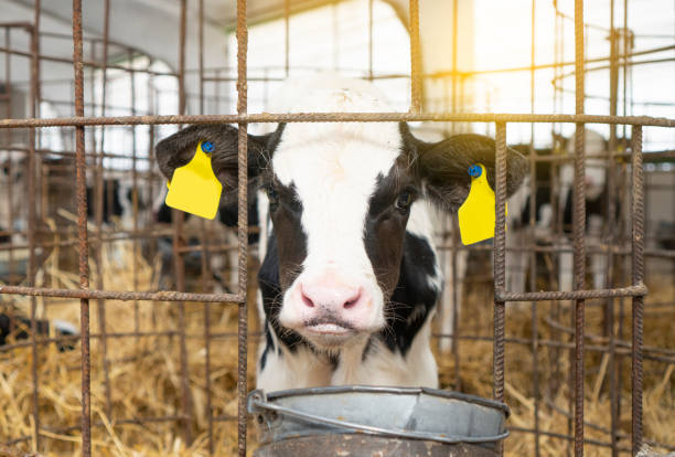 istock Fresh born calf portrait on a cow farm 1308301635