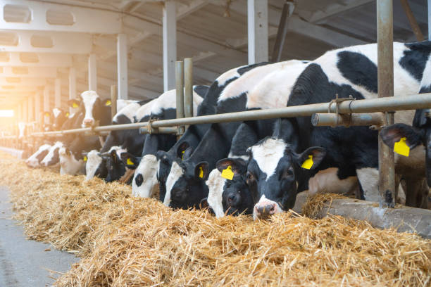 istock Cowshed. Dairy cows in a farm. Cows eating  fresh hay. 1308301636