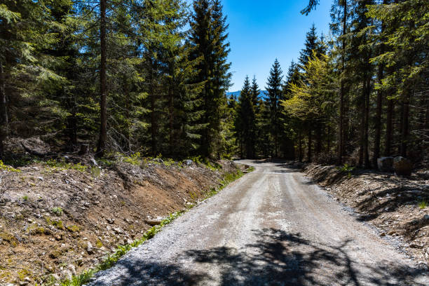 istock Long mountain trail in Jizera Mountains with high trees around 1308303258